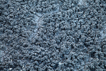 Drying of feces in a special pond. Lake for drainage of sewage. Drying of feces in a special pond for organic fertilizers.