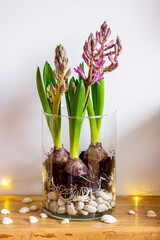 Home Garden Hyacinths
