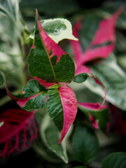 vareigated plants background green world white and green bueatyful plants