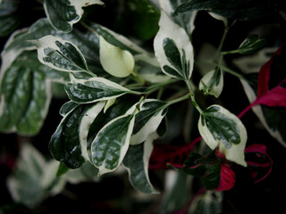 vareigated plants background green world white and green bueatyful plants