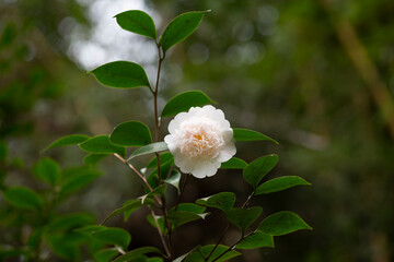 White camellia flower in bloom during springtime. Beautiful flowers in the garden