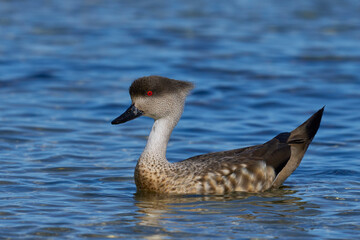 Crested Duck (Lophonetta specularioides specularioides) swimming across a sea pool with neck feathers erect on Carcass Island in the Falkland Islands.