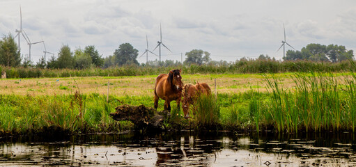 Para koni nad rzeką z wiatrakami w tle
