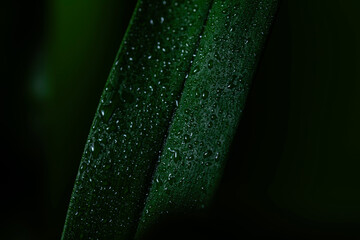 Zielony liść z kroplami rosy