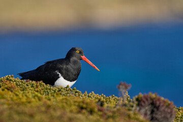 Magellanic Oystercatcher (Haematopus leucopodus) on the coast of Carcass Island in the Falkland Islands.