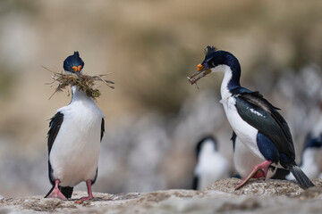 Imperial Shag (Phalacrocorax atriceps albiventer) carrying vegetation for use as nesting material on Carcass Island in the Falkland Islands       