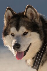 Razza canina. Husky