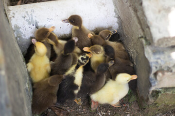 Many ducklings together and blurred