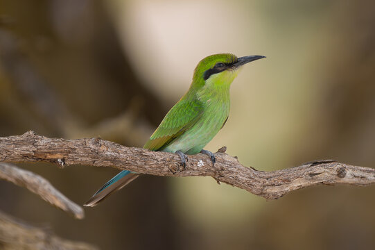 Swallow-tailed bee-eater - Merops hirundineus perched with green background. Photo from Kgalagadi Transfrontier Park in South Africa.