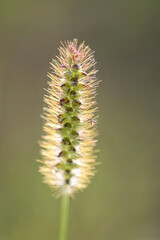 Wild hairy plant at sunset