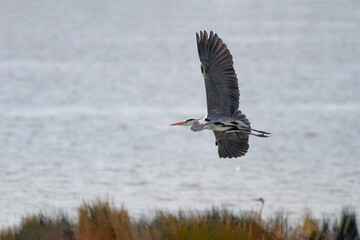 Big heron in flight