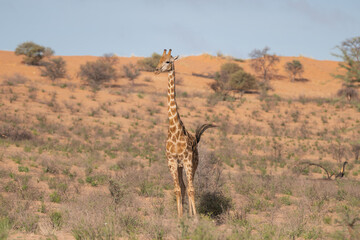 Obraz premium Giraffe - Giraffa camelopardalis giraffa, southern giraffe with red dunes in background. Photo from Kgalagadi Transfrontier Park in South Afric
