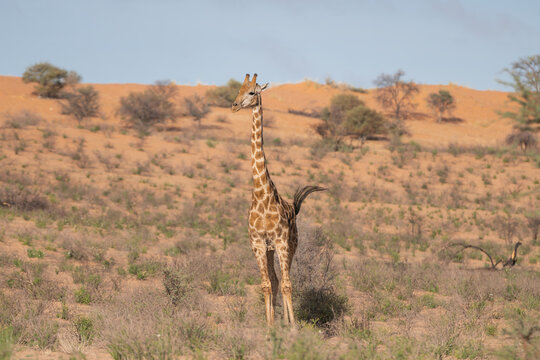 Giraffe - Giraffa camelopardalis giraffa, southern giraffe with red dunes in background. Photo from Kgalagadi Transfrontier Park in South Afric
