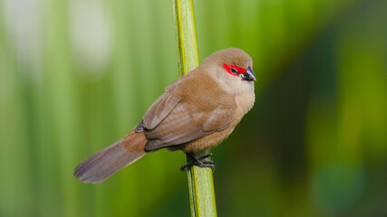 Close-up of a St Helena waxbill bird perching on central stem of palm tree