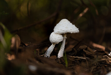 Dois cogumelos juntos