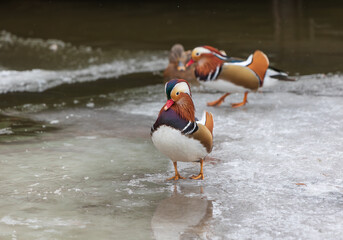 Two mandarin ducks on the edge of the ice at the local lake in Stockholm, Sweden.