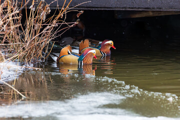 Two mandarin ducks under a bridge in the cold waters of Stockholm