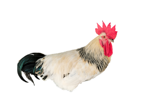 Young white hen isolated on white background. PNG