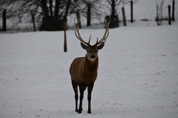 Deer in a winter corral.