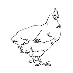 Linear drawing of a chicken. Pedigree chickens, chickens for exhibitions. A quick freehand sketch. For printing on dishes, clothes, objects. For printing on chicken products, eggs, chicken feed, etc