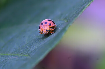 ladybug on a leaf
