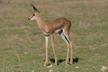 Springbok, springbuck goatling - Antidorcas marsupialis on green grass. Photo from Kgalagadi Transfrontier Park in South Africa.