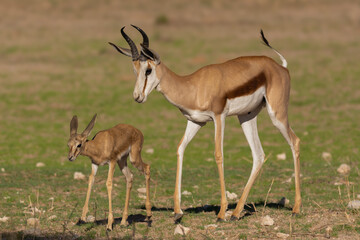 Springbok, springbuck mother with goatling - Antidorcas marsupialis on green grass. Photo from Kgalagadi Transfrontier Park in South Africa.