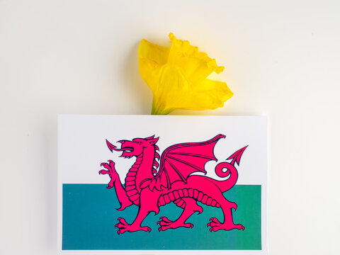 St Davids Day Concept  Patron Saint of Wales Welsh flag and daffodil isolated on a white background