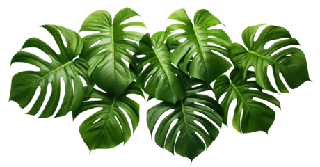 Tuinposter Monstera Vibrant green monstera leaves, cut out