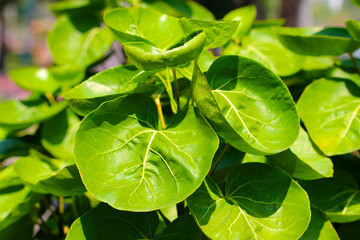 Shield Aralia or Dinner Plate Aralia