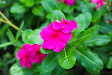 Madagascar periwinkle, Vinca, Old maid, Cayenne jasmine
