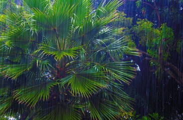 palm tree in heavy tropical rainstorm