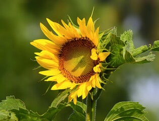 Beautiful Sunflower on Blur Bokeh Background and Sunny Day. Sunflower Wallpaper Close up Macro.
