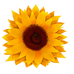 sunflower, color sunflower