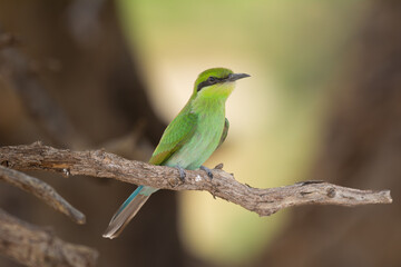 Swallow-tailed bee-eater - Merops hirundineus perched with green background. Photo from Kgalagadi Transfrontier Park in South Africa.