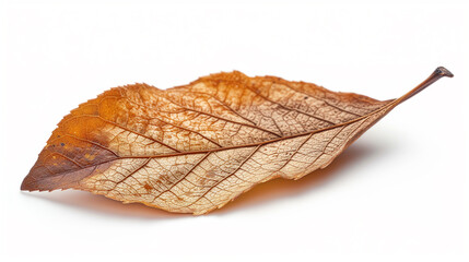 A single leaf brown on a white background