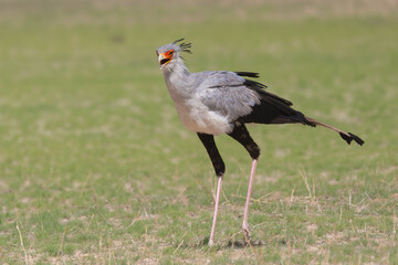 Secretarybird or secretary bird - Sagittarius serpentarius on green grass. Photo from Kgalagadi Transfrontier Park in South Africa.