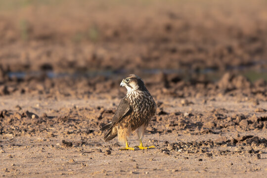 lanner falcon - Falco biarmicus on brown ground. Photo from Kgalagadi Transfrontier Park in South Africa.