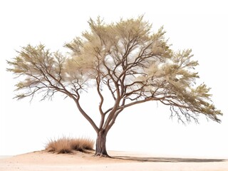 tree in the desert Desert tree | arid landscape | lone tree | resilient nature | oasis of life | stark beauty | sun-drenched sand | rugged terrain | environmental marvel | symbol of hope | isolated