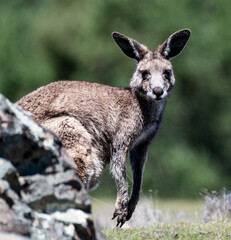 Up close with the wallaby in Tasmania, Australia