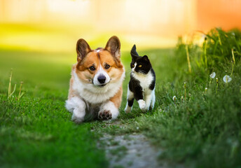 a couple of animal friends cat and dog running together on a summer sunny meadow sweating green grass