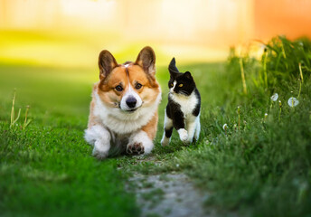 a couple of animal friends cat and dog running together on a summer sunny meadow sweating green...