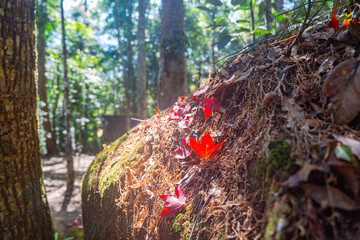 Autumn leaves change color colorful leaves Surrounded by lush trees and vibrant greenery .in spectacular scenes of nature's textures and colors..Different colors of leaves in the forest.