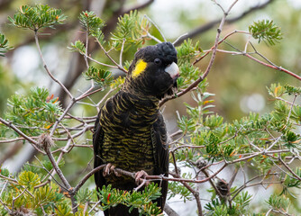 Yellow-tailed black cockatoo in Tasmania © John Yunker