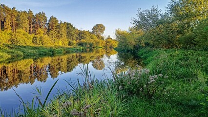 autumn in the forest