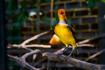 Flame Bowerbird