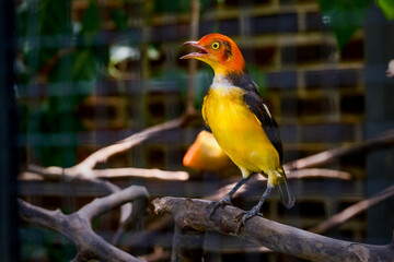 Flame Bowerbird