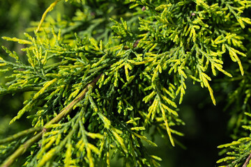 Fototapeta na wymiar Green thuja branch with blurred background