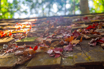 Bright autumn leaves cover the wooden roofs of houses..deciduous season The forest will change color leaves changing color and .fell from the tree Cover the ground and rocks Looks strangely beautiful.