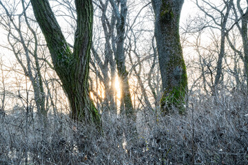 Obraz premium Sunset in the frost forest with bare trees